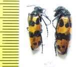 Meloidae sp.  China, Inner Mongolia prov. - INSECTS-STORE.RU