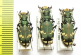 Cicindela sylvicola, pair  France - INSECTS-STORE.RU