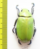 Chrysina beckeri  Mexico - INSECTS-STORE.RU