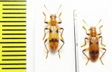 Cleridae sp.  Malaysia, Borneo - INSECTS-STORE.RU