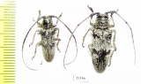 Prosopocera sp., pair  South Africa Rep. - INSECTS-STORE.RU