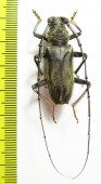 Cerambycidae sp.  Gabon - INSECTS-STORE.RU