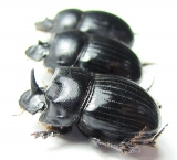 Copris sp., pair  South Africa Rep. - INSECTS-STORE.RU