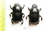 Onitis sp., pair  Zimbabwe - INSECTS-STORE.RU