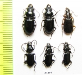 Carabidae sp.  Uzbekistan - INSECTS-STORE.RU