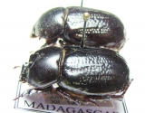 Lonchotus lentus, pair  Madagascar - INSECTS-STORE.RU