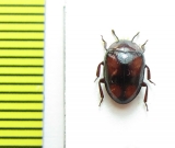 Monomma quadrimaculata  Malaysia, Borneo - INSECTS-STORE.RU