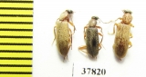 Anthicidae sp.  Kazakhstan - INSECTS-STORE.RU