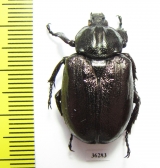 Osmoderma barnabita  Russia, Kaluga reg. - INSECTS-STORE.RU