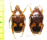 Anisorrhina sp.  South Africa Rep. - INSECTS-STORE.RU