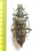 Hoplocerambyx sp.  Malaysia, Borneo - INSECTS-STORE.RU
