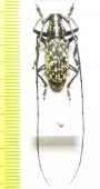 Epepeotes luscus densemaculatus  Laos - INSECTS-STORE.RU