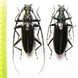 Hoplocerambyx nitidus, pair  Indonesia, Buru isl. - INSECTS-STORE.RU