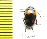 Tenebrionidae sp.  Indonesia, Sumatra - INSECTS-STORE.RU