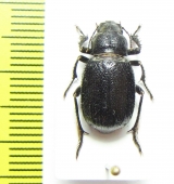 Diesia quadridentata auliensis  Kazakhstan - INSECTS-STORE.RU