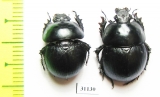 Thorectes sardous, pair  Italy, Sardinia - INSECTS-STORE.RU