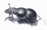 Lethrus jakovlevi, male  Kazakhstan - INSECTS-STORE.RU