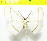 Geometridae sp.  Bolivia - INSECTS-STORE.RU