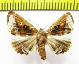 Noctuidae sp.  Bolivia - INSECTS-STORE.RU