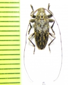 Atrypanius implexus  Peru - INSECTS-STORE.RU