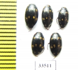 Dytiscidae sp.  Philippines - INSECTS-STORE.RU