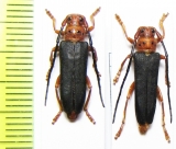 Phytoecia kurdistana, pair  Armenia - INSECTS-STORE.RU