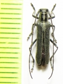 Eumecocera impustulata  Russia, Far East - INSECTS-STORE.RU