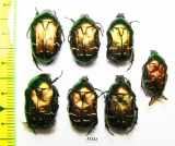 Cetonia aurata  Russia, Kaluga reg. - INSECTS-STORE.RU