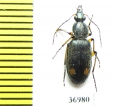 Carabidae sp.  South Africa Rep. - INSECTS-STORE.RU