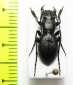 Omus audouini  USA - INSECTS-STORE.RU