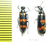 Meloidae sp.  China, Sichuan prov. - INSECTS-STORE.RU