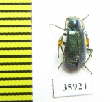 Melyridae sp.  Tanzania - INSECTS-STORE.RU