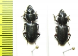 Carabidae sp.  Malaysia - INSECTS-STORE.RU