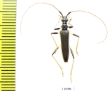 Novantinoe sp.  Ecuador - INSECTS-STORE.RU