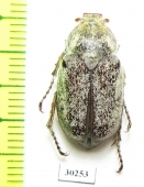 Amblonoxia palpalis  USA - INSECTS-STORE.RU