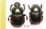 Onitis sp., pair  Zimbabwe - INSECTS-STORE.RU