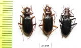 Carabidae sp.  Uzbekistan - INSECTS-STORE.RU