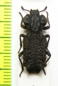 Phellopsis amurensis  Russia, Far East - INSECTS-STORE.RU