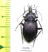 Scaphinotus petersi catalinae  USA - INSECTS-STORE.RU