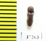 Eucnemidae sp.  South Africa Rep. - INSECTS-STORE.RU