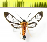 Erebidae sp.  Ecuador - INSECTS-STORE.RU