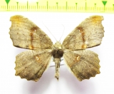 Geometridae sp.  Bolivia - INSECTS-STORE.RU