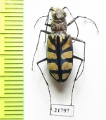 Chaetodera regalis  Zambia - INSECTS-STORE.RU