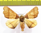Noctuidae sp.  Bolivia - INSECTS-STORE.RU