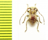 Microcleptes aranea  Chile - INSECTS-STORE.RU