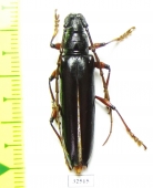 Cerambycidae sp.  Costa Rica - INSECTS-STORE.RU