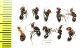 Formicidae sp.  Uzbekistan - INSECTS-STORE.RU