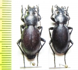 Carabus (Lamprostus) calleyi pseudoprasinus  Armenia - INSECTS-STORE.RU