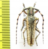 Mallosiola regina  Tajikistan - INSECTS-STORE.RU