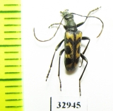 Evodinellus borealis  Russia, Tver reg. - INSECTS-STORE.RU